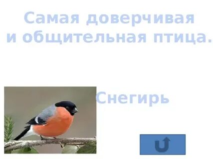 Снегирь ответы