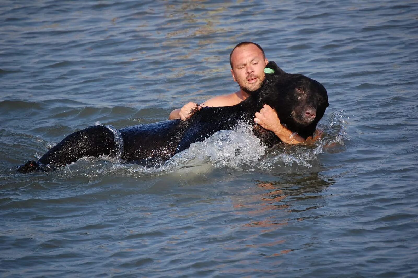 Мужчина спас тонущего медведя. Спасение животных из воды.