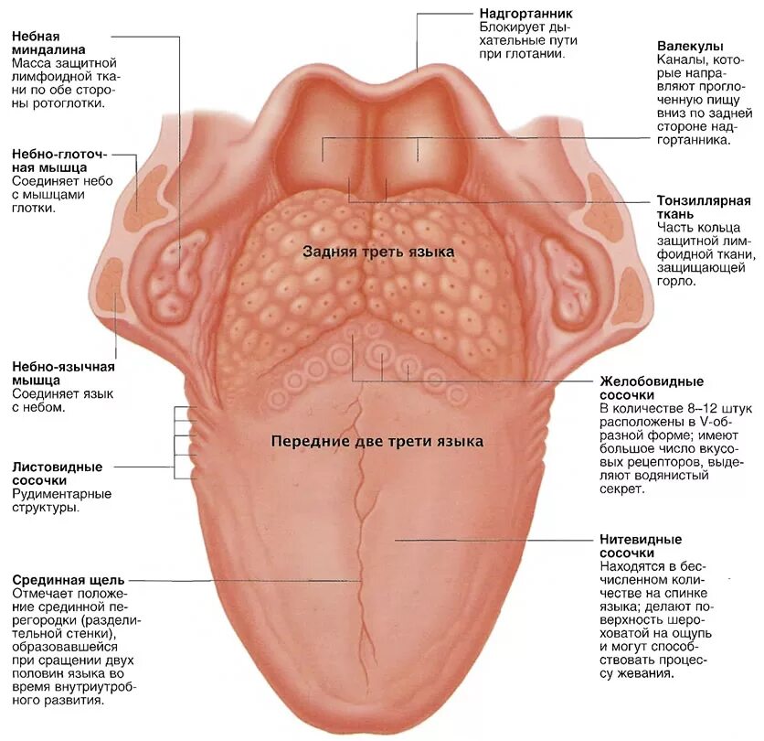 Части языка. Строение языка человека анатомия. Строение языка снизу человека схема с описанием. Строение языка у человека вид сбоку. Слизистая оболочка языка анатомия.