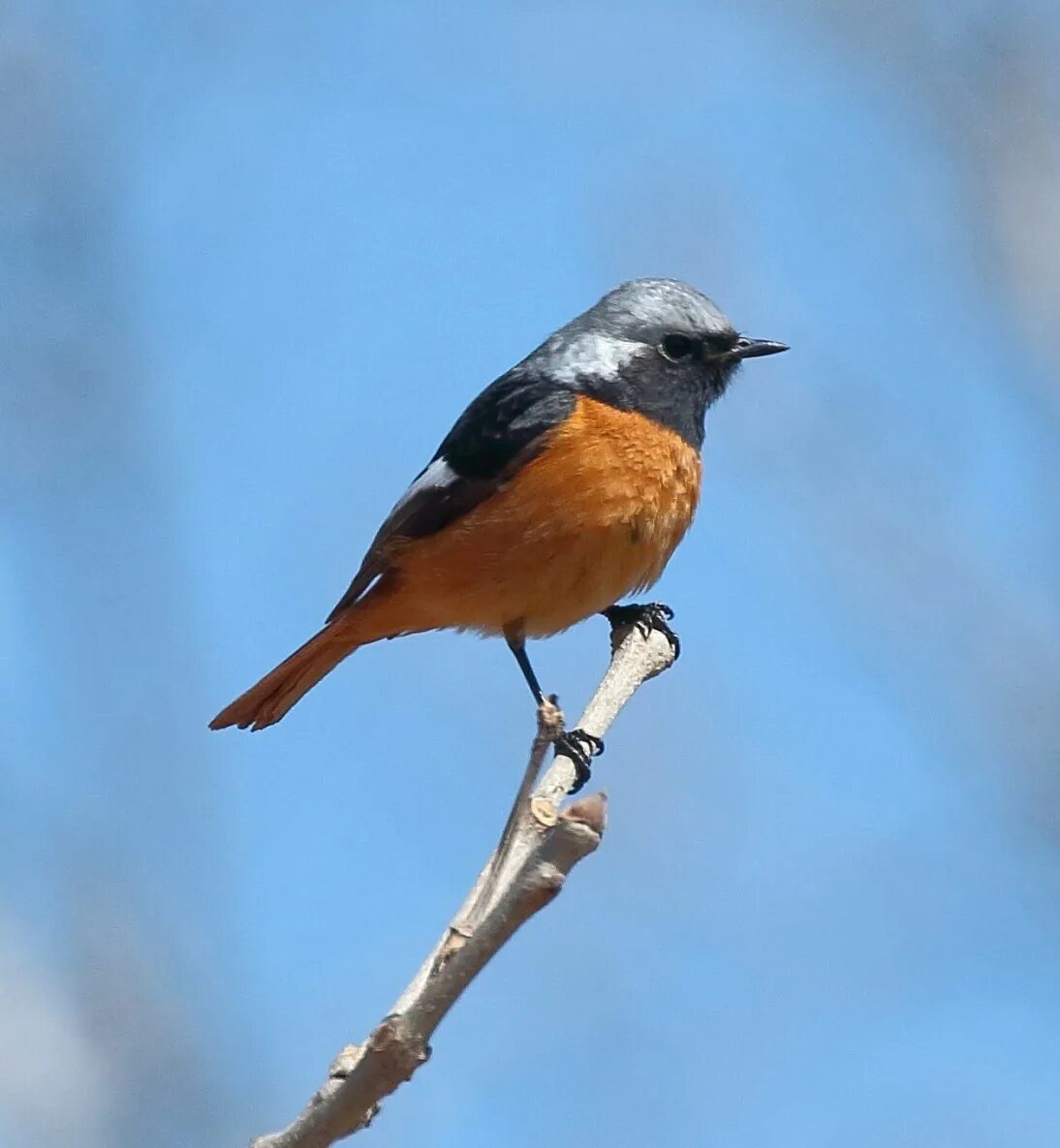 Обыкновенная горихвостка лысушка. Птица брюшко. Горихвостка лысушка чернушка. Птица желтогрудка. Трясогузка желтоспинная.