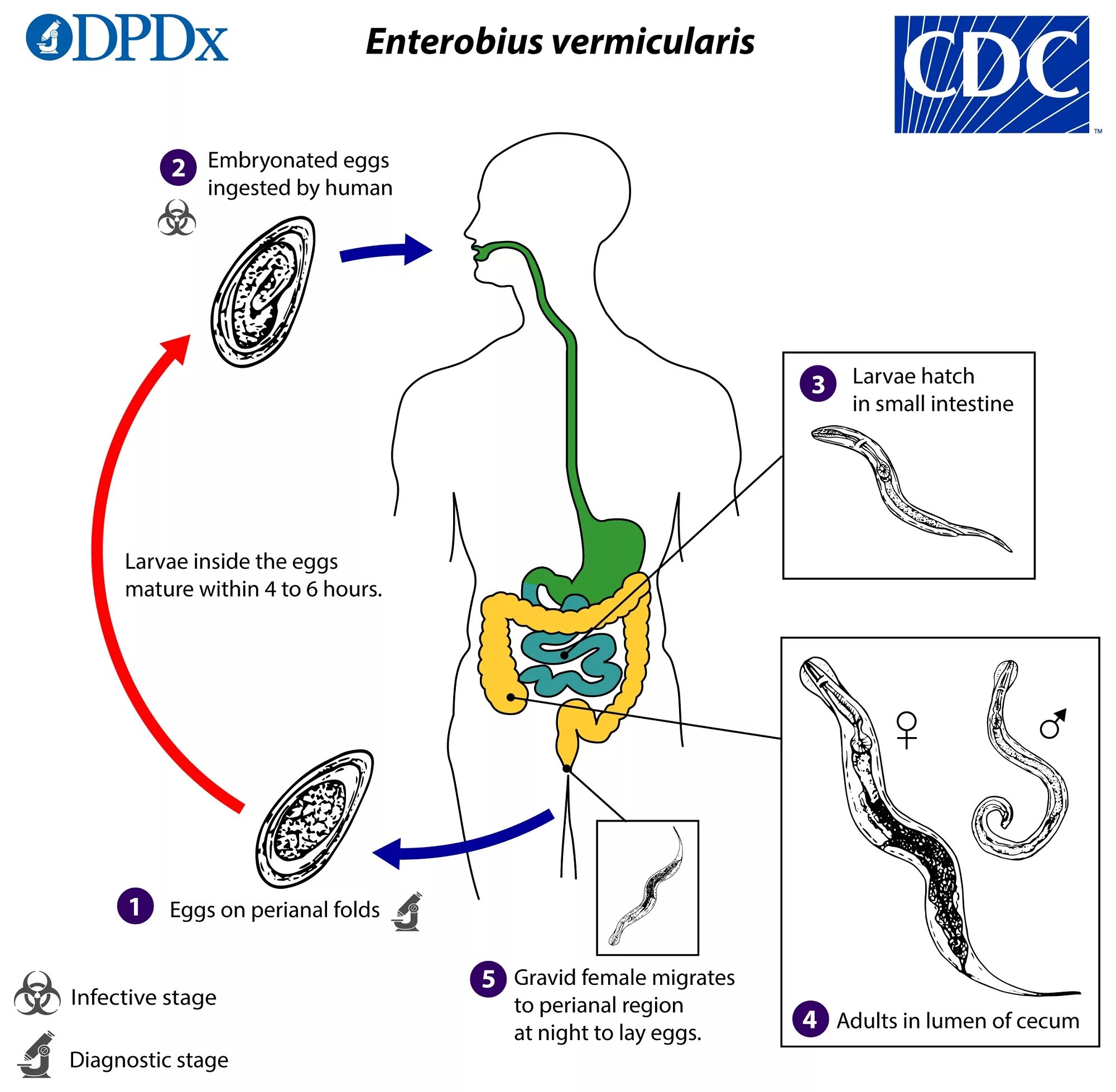 Признаки червей в организме человека. Enterobius vermicularis жизненный цикл. Цикл развития Enterobius vermicularis. Enterobius vermicularis цикл. Жизненный цикл острицы детской схема.