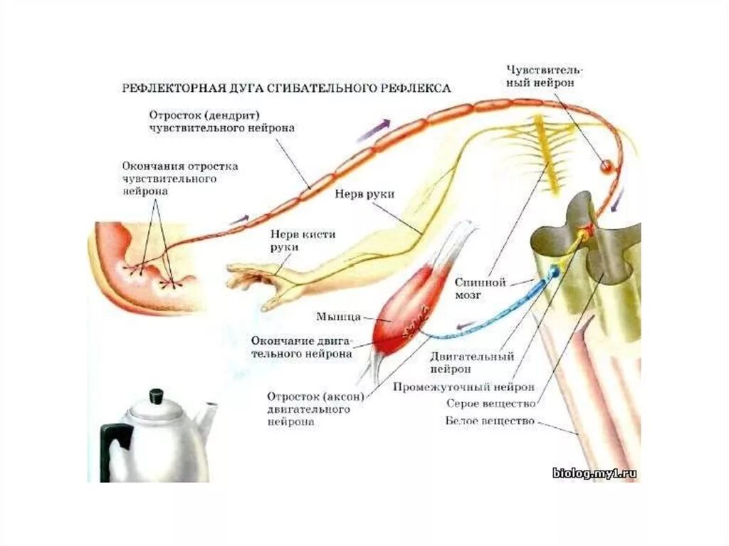 Рефлекторная дуга сгибательная рефлексы. Рефлекс отдергивания руки от горячего предмета. Схема рефлекторной дуги сгибательного рефлекса руки. Рефлекс отдергивания руки от горячего предмета рефлекторная дуга. Схема рефлекторная дуга сгибательного рефлекса рисунок.