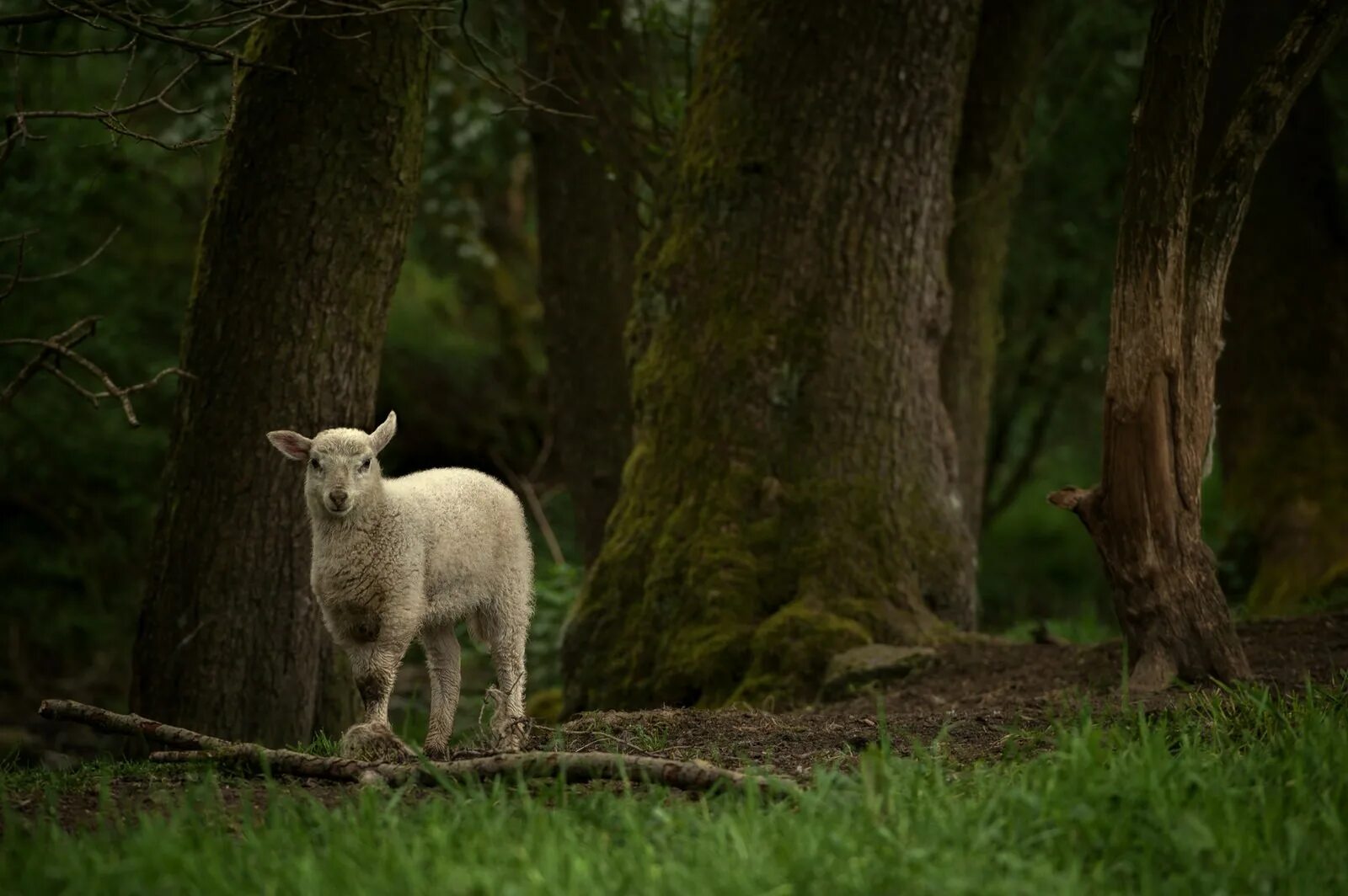 Tree sheep