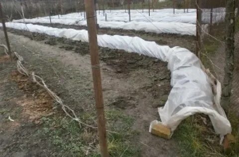 Как укрыть на зиму в сибири