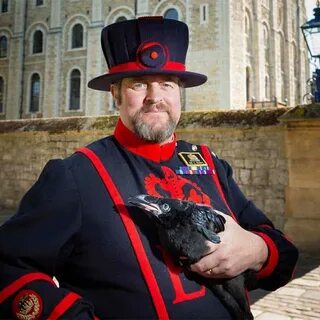 Ravens of the tower of london