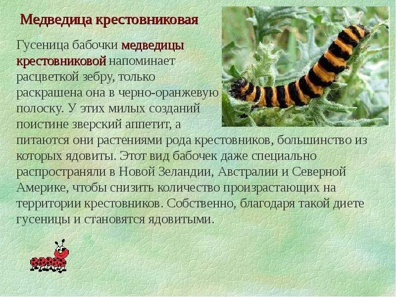 Характеристика гусениц. Гусеница медведицы крестовниковой. гусеница бабочки медведицы. медведицы крестовниковой бабочка. медведица бабочка медведица и гусеница.