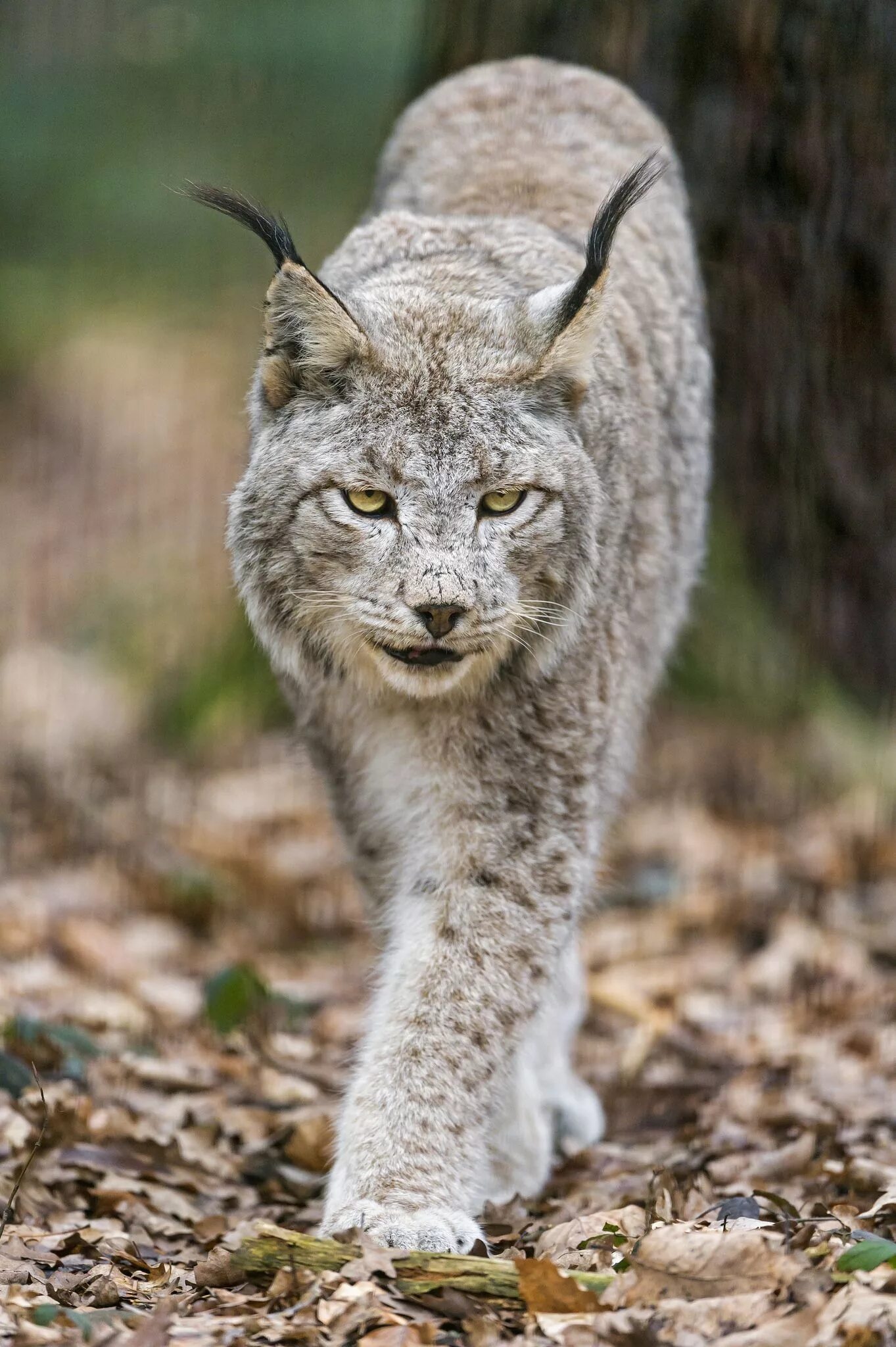 Канадская Рысь. Рысь — Lynx Lynx. Гималайская Рысь. Канадская Рысь с рысенком.