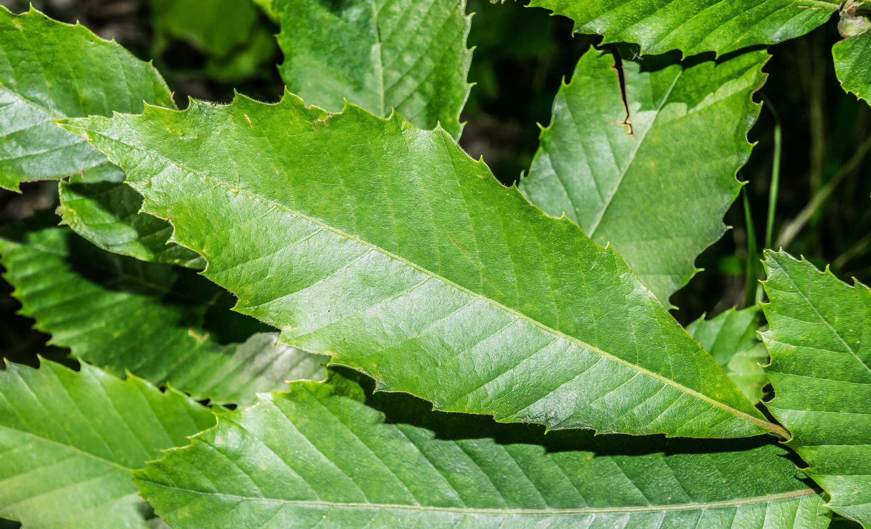 Какие листья сладкие. Castanea Sativa Leaf. Castanea Sativa лист. Дрожащий лист. Трепещущие листья.