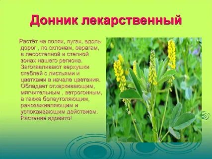 Донник желтый применение
