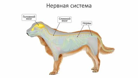 Какой тип нервной системы у млекопитающих