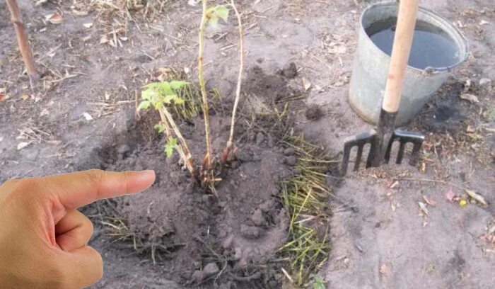 Посадка малины под зиму. Малина посадка весной с гнилыми досками. посадка малины в 10 литровый горшок в теплицах. розы уральские саженцы фото описание.