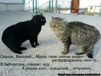 Я не понял ты куда так расфуфырилась