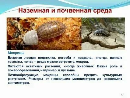 Какую среду обитания освоила морошка впр. Какую среду обитания освоила морошка впр