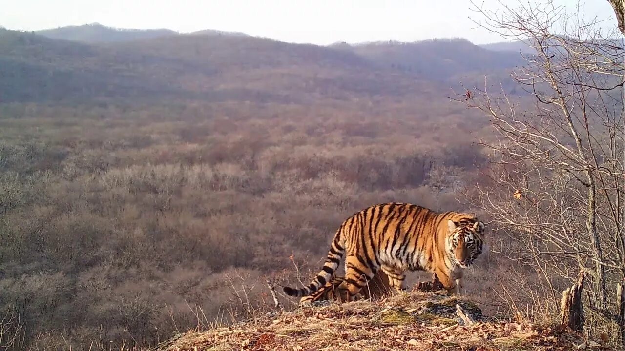 Тайгер видео. Земля леопарда Амурский тигр. Амурский тигр нац парк. Амурский тигр в национальном парке земля леопарда. ФГБУ земля леопарда.