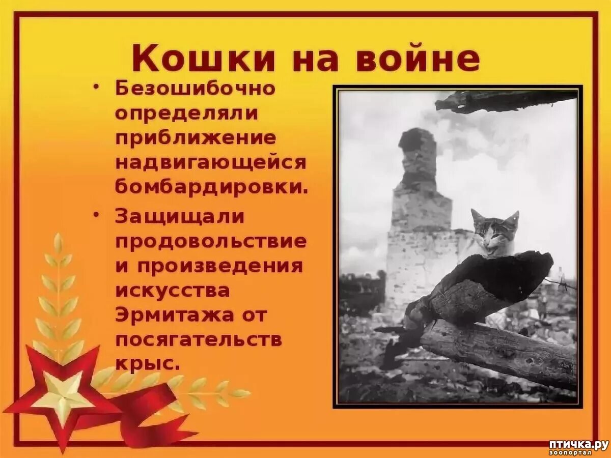 Кошки блокадного ленинграда. Про блокадного кота. Животные блокадного ленинграда. Коты герои великой отечественной войны. Мяукающей дивизии блокады ленинграда.