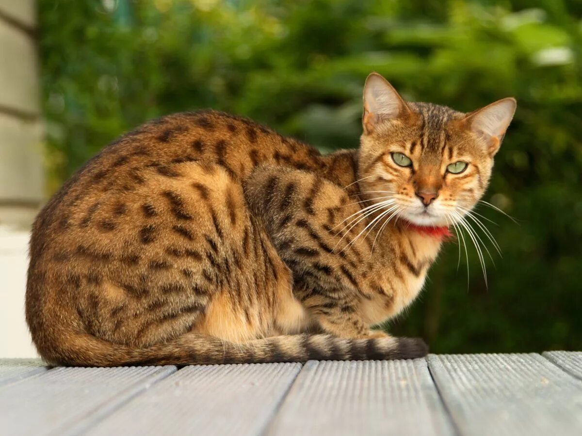Ve cat