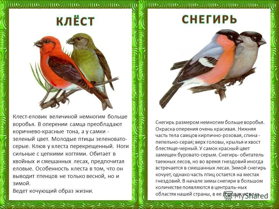 сравнить размер и цвет оперения известных птиц. воробей описание птицы. сравнить размер и цвет оперения известных птиц. сравнить размер и цвет оперения известных птиц. грач описание.