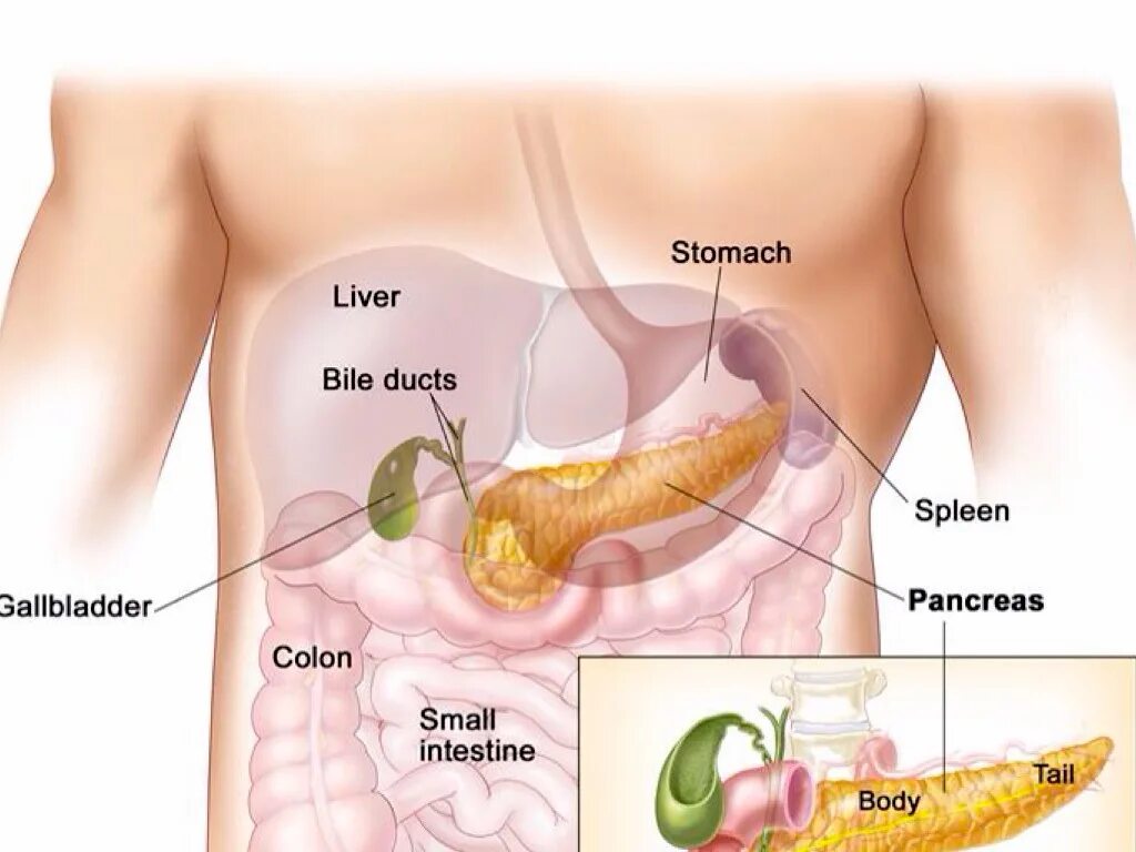 Болит поджелудочная что делать. Поджелудочная анатомия. Строение человека внутренние органы поджелудочная железа. Синтопия поджелудочной железы. Местоположение поджелудочной железы в организме человека.