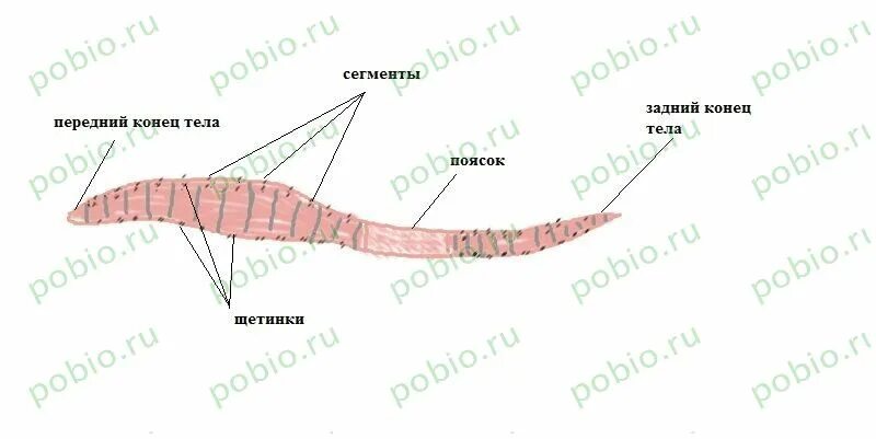 Внешний вид дождевого червя и основные части его тела. Внешнее строение дождевого червя. Дождевой червь строение щетинки. Внешнее строение дождевого червя с обозначениями. Сегментированное тело у каких