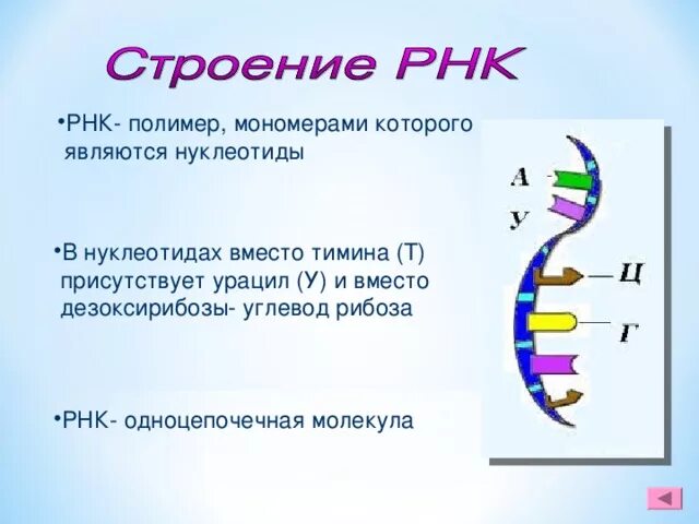 В состав нуклеотидов рнк входят:. Одноцепочечная рнк. Рнк полимер. Структура и функции рнк. И рнк соответствует полимер.