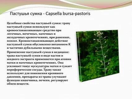 Пастушья сумка трава применение