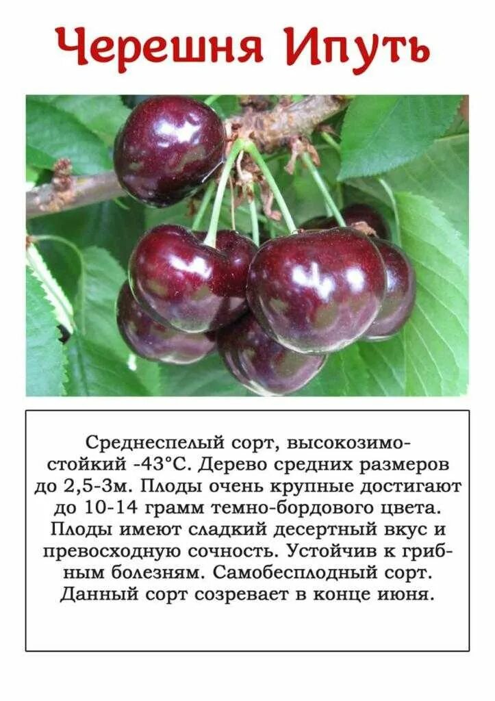 Ипуть описание сорта фото