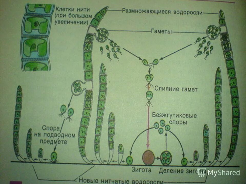 Размножение водорослей улотрикс. Улотрикс жизненный цикл. Жизненный цикл улотрикса схема. Жизненный цикл водорослей улотрикс.