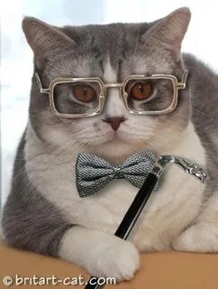 Котангенс кот ученый что никогда не охотился