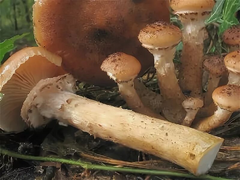 Опенок с коричневой шляпкой. Опенок темный armillaria ostoyae. Опенок с коричневой шляпкой. Коллибия веретеноногая зимний опенок. Опенок с коричневой шляпкой.