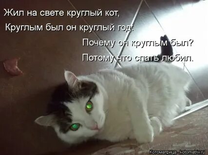 Есть на свете кот
