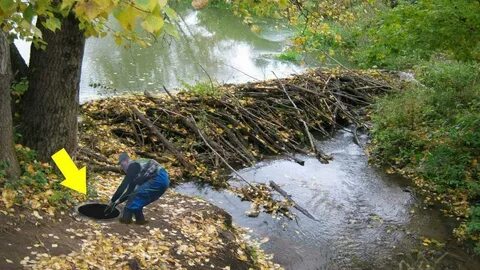 Плотина бобра видео