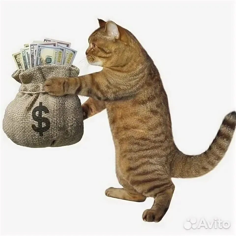Кот дает деньги мем Keep your paws off human, I worked hard for this money! via  on Tumb