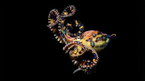Морские животные 4 буквы