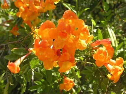 Orange bells