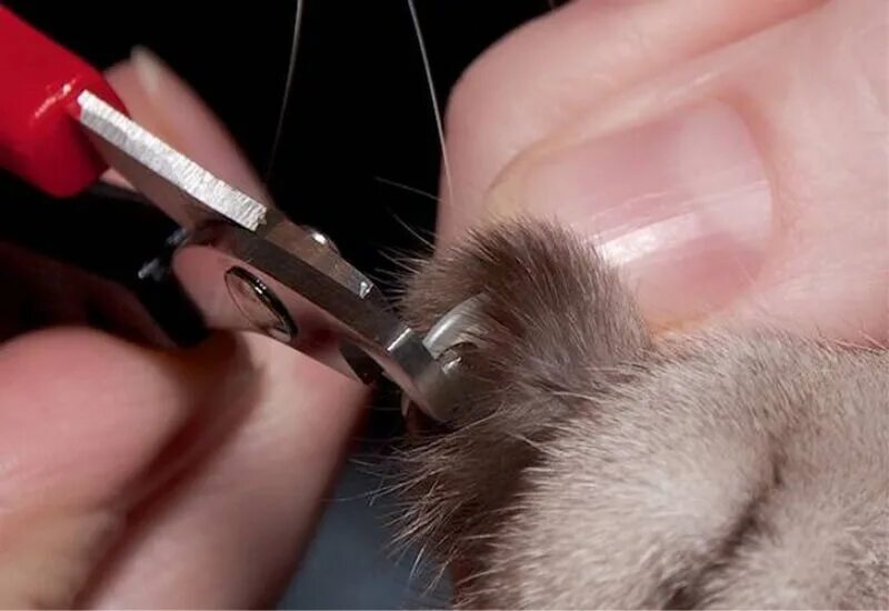 Стрижка когтей у кошек. Подстричь когти котенку. Подстричь ногти коту. Как подстричь когти котенку.