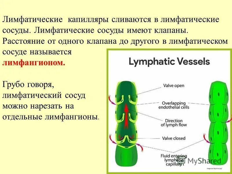 Лимфатические сосуды несут. Схема строения лимфатического сосуда. Лимфатический сосуд лимфангион.