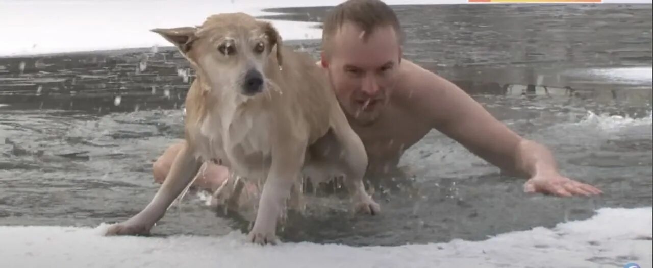 Спас собаку из ледяной воды. Спасение собаки из воды. Собака спасает человека из воды. Мужчина спас собаку из ледяной воды.