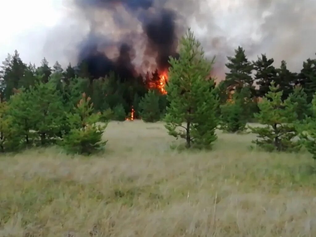 Хвойный пожар. Карталы пожар. Лесной пожар село Куяново. Хвойные пожары. Лесной пожар в Белореченске.