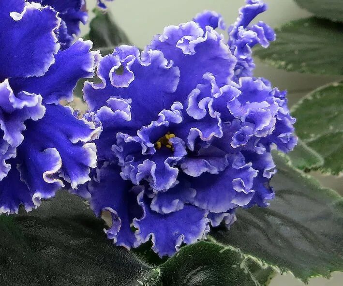 Фиалка ле золотая роскошь. Сорт фиалки роскошь. Фиалка красная москва. Сорт фиалки ав роскошь. Сорт фиалки роскошь.