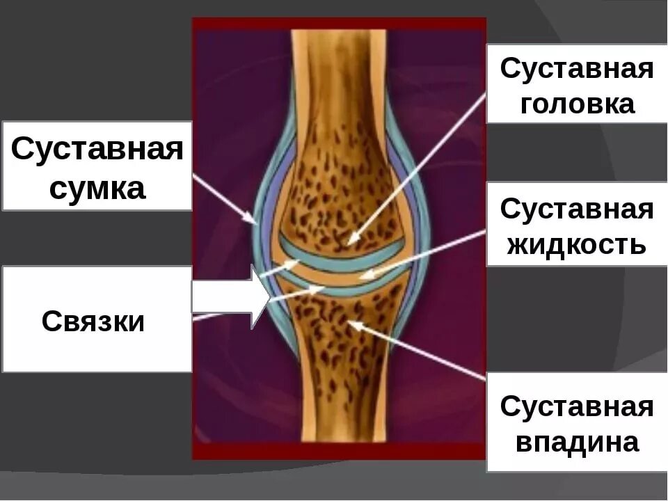 Суставная сумка коленного сустава. Строение сустава суставная сумка. Синовиальная жидкость коленный сустав строение. Строение сустава суставная впадина. Строение сустава синовиальная сумка.