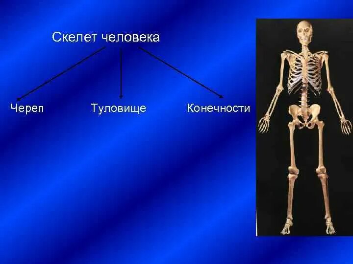 Скелет человека презентация. Скелет человека череп скелет туловища. Скелет для презентации. Скелет человека в различных популяциях.