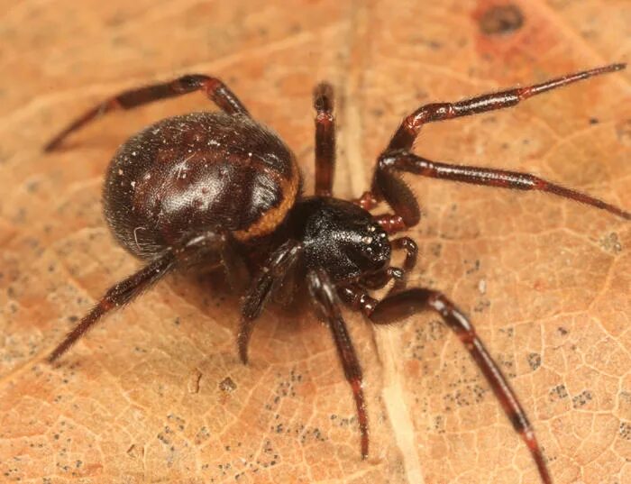 Стеатода бореалис паук. Steatoda Аранеоморфные пауки. Стеатода Пайкулля (ложный Каракурт. Паук Steatoda paykulliana. Стеатода крупная