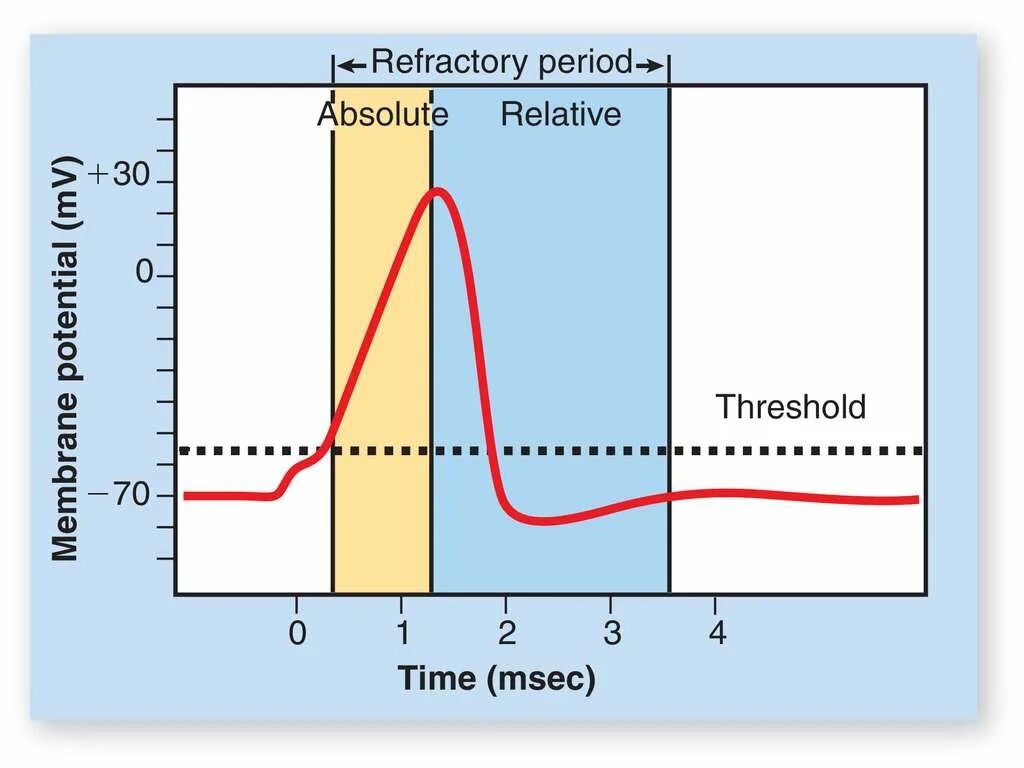 Рефрактерный период. Рефрактерный период у мужчин. The Refractory period Heart. Refractory гайд.