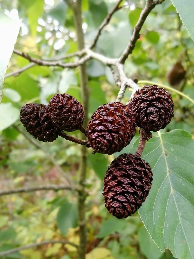 Ольха серая Alnus incana. Ольха Кавказская. Ольха сердцевидная. Alnus glutinosa.