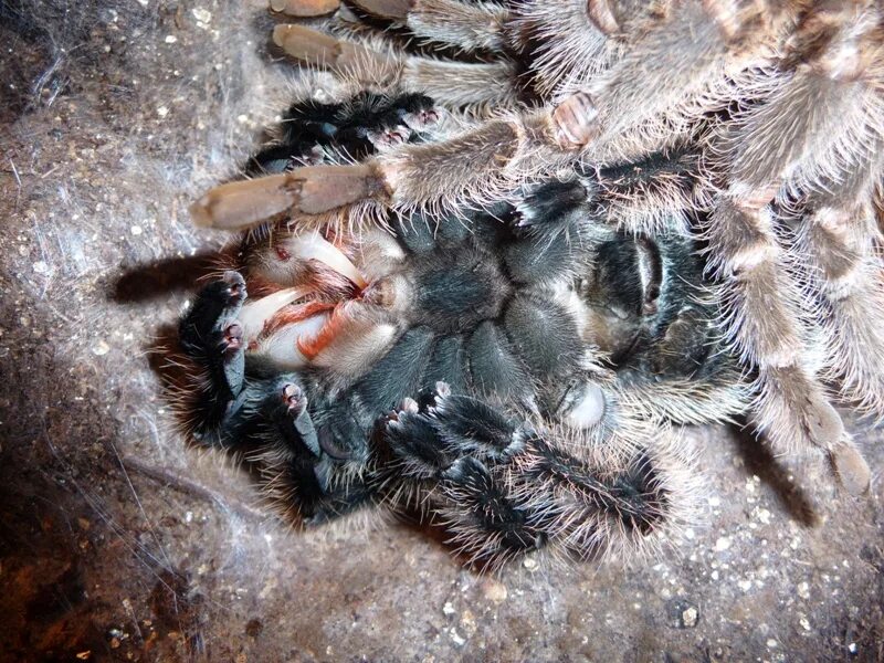Тарантул гермафродит или нет. Тарантул гермафродит или нет. Тарантул гермафродит или нет. Тарантул-19312. Avicularia avicularia.