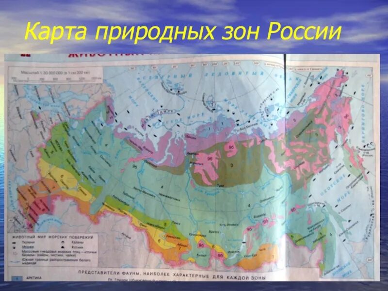 Природные зоны отмеченные на карте. Карта природных зон России 8 класс география атлас. Природные зоны России атлас 8 класс география. Контурная карта природные зоны России география. Природные зоны России карта 8 класс.