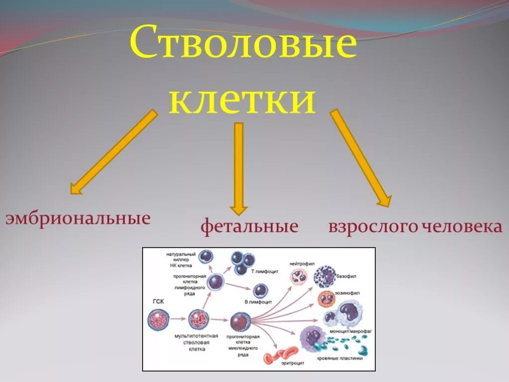 Стволовые клетки. Эмбриональная стволовая клетка. Фетальная стволовая клетка.