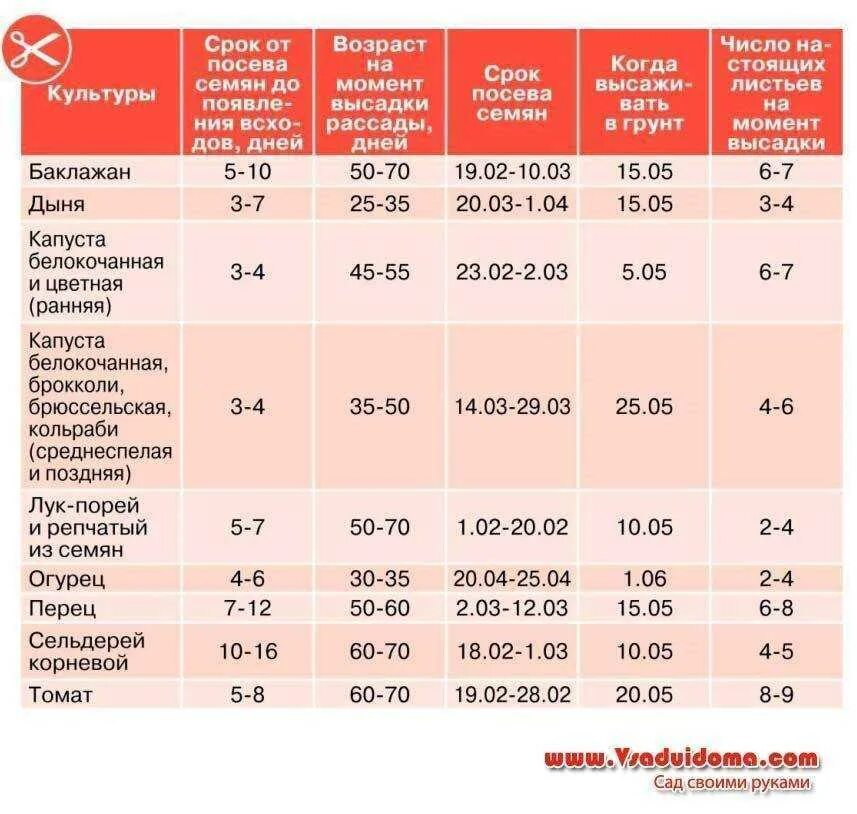 Посев перца 2024 г. Когда сажать рассаду в 2021. Таблица сроков посева семян на рассаду. Таблица когда садить рассаду. Дата посадки рассады.