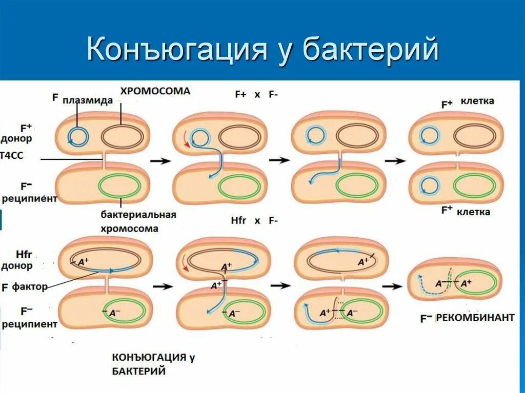 Схема этапы конъюгации у бактерий. Конъюгация плазмид микробиология. Схема процесса конъюгации у бактерий. Этапы конъюгации бактериальных клеток. Последовательность этапов создания нового штамма бактерий