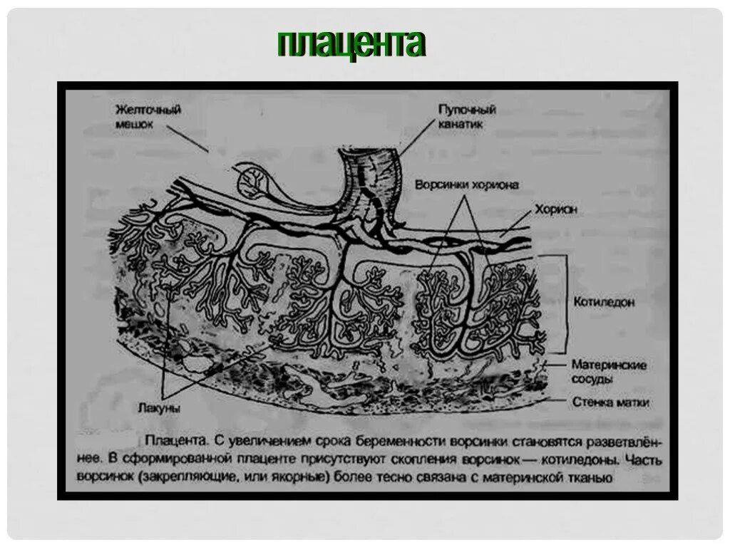 Что такое плацента и какова ее функция. Строение ворсинки плаценты. Строение Котиледон плаценты. Строение ворсины плаценты. Строение лакун плаценты.